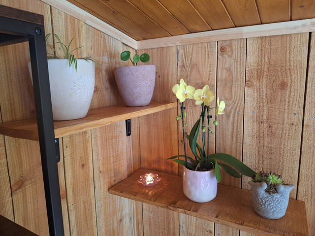 Orchidée jaune, plantes grasses et bougie sur les étagères de bois du chalet